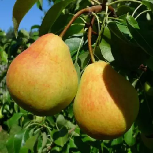 Саженец Груша Кафедральная летний в тубе, Поиск