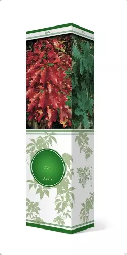 Саженец Дуб красный