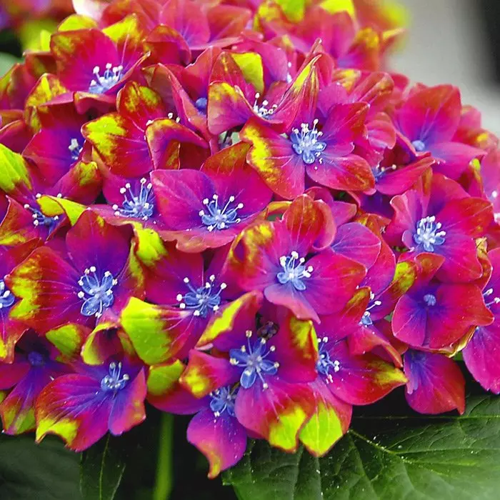 Саженец Гортензия крупнолистовая Шлосс Вакербарт в тубе, Поиск