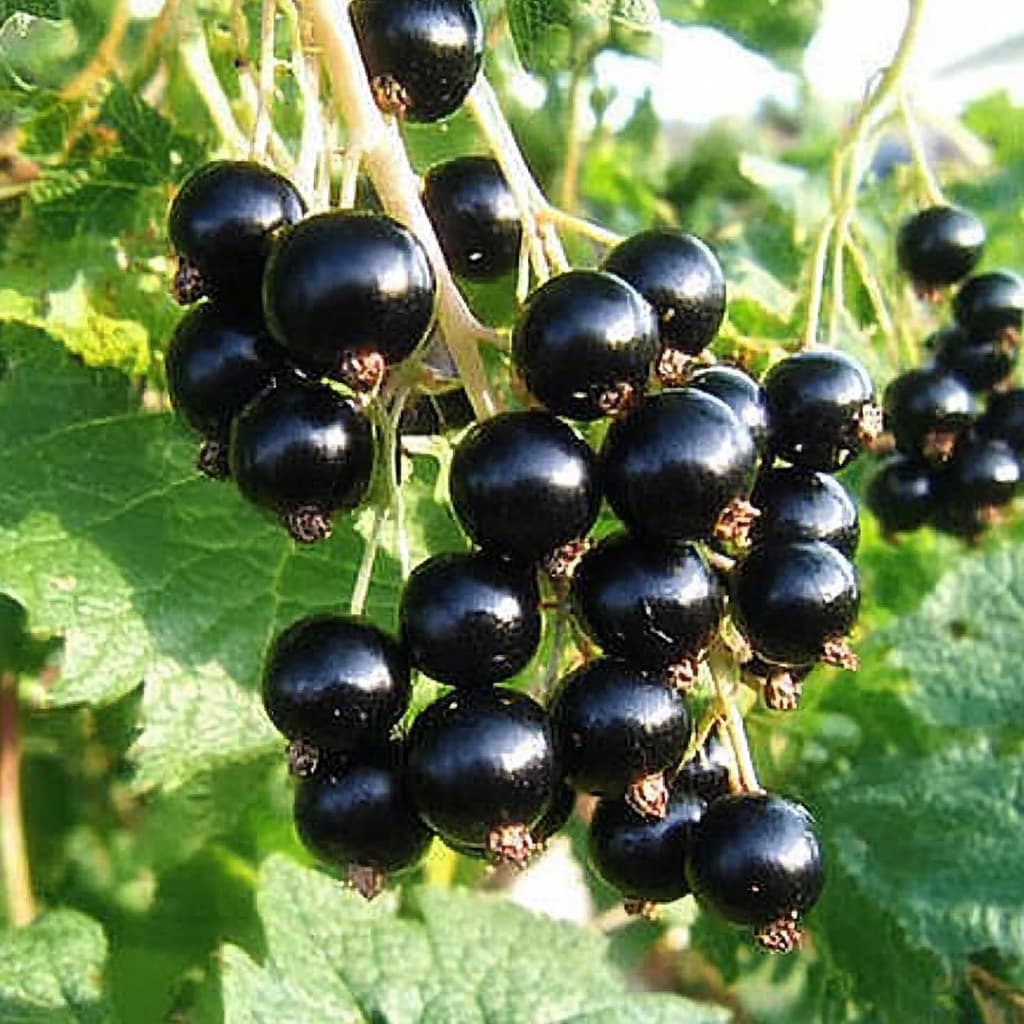 Смородина сорт Дачница