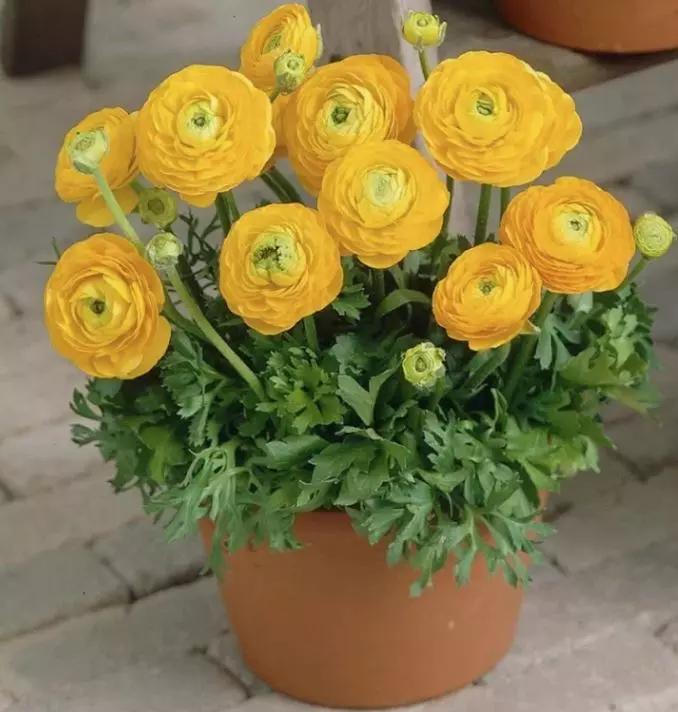 Клубни цветов Лютик азиатский Йеллоу 7/8, 10 шт