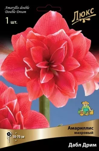 Луковицы цветов Амариллис махровый Дабл Дрим 24/26, 1 шт
