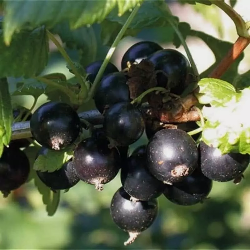 Саженец Смородина черная Экзотика, ранний, в тубе