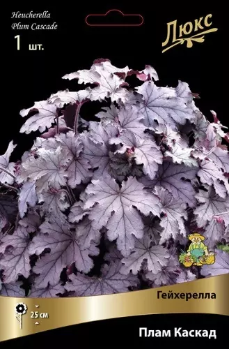 Корневище цветов Гейхерелла Плам Каскад (I; 1 шт)
