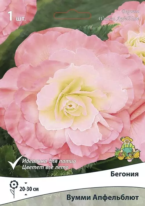 Луковицы цветов Бегония Вумми Апфельблют 4/5, 1 шт