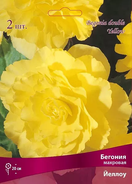 Луковицы цветов Бегония махровая Йеллоу, 5/6, 1 шт
