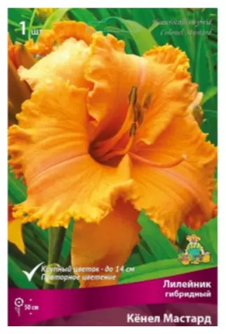 Корневище цветов Лилейник гибридный Кёнел Мастард (I; 1 шт)