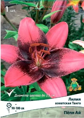 Луковицы цветов Лилия Азиатская Танго Пёпл Ай 14/16, 2шт