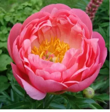 Корневище цветов Пион травянистый гибридный Корал Сансет 2-3, 1шт