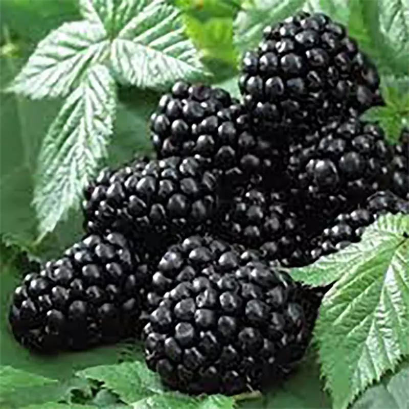 Саженец Ежевика Трипл Краун, среднепоздний, бесшипный, в тубе, Поиск