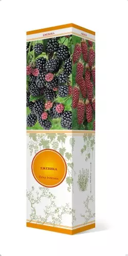 Саженец Ежевика Блэк Мэджик, ремонтантный, самоплодный, в тубе, Поиск