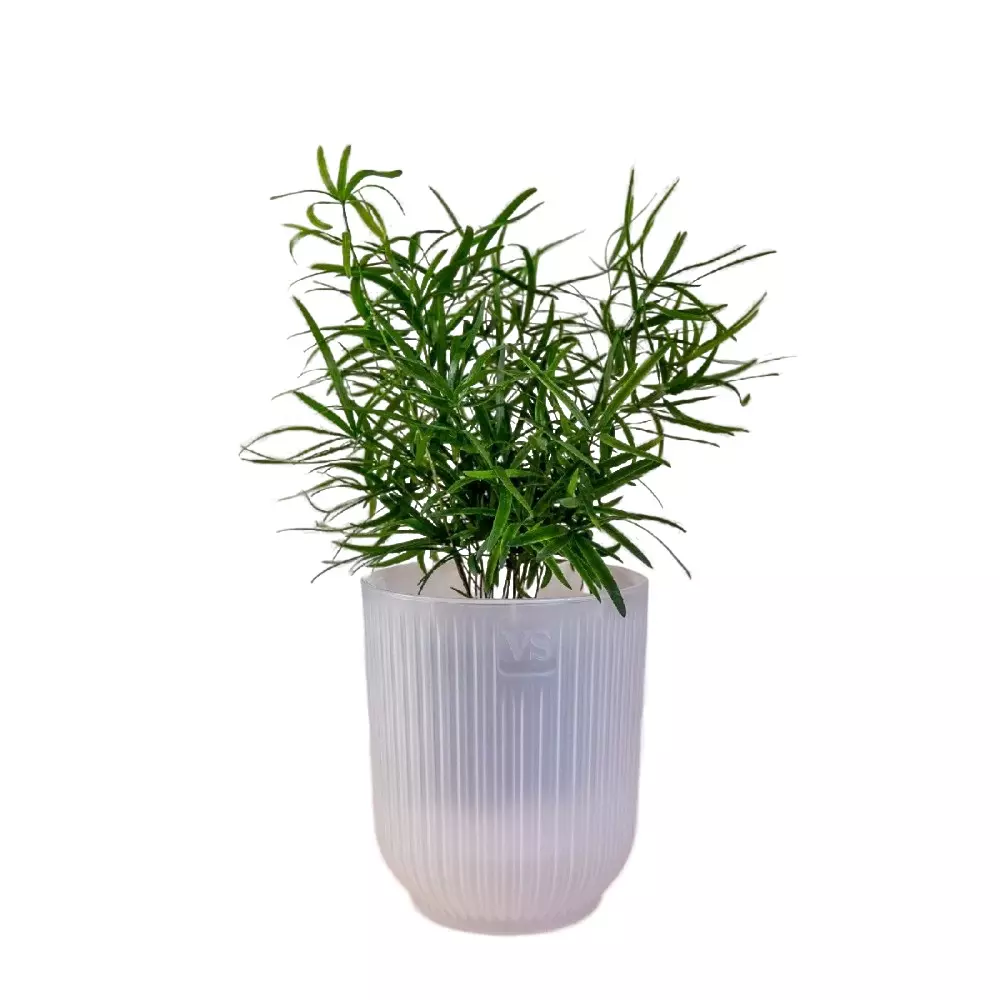 Горшок для цветов 1,6 л с фитильным поливом, D135 мм, дренаж, Эйва VipSet АМО-1,6-00 прозрачный