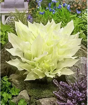 Корневище цветов Хоста гибридная Вайт Фезер (I; 1шт)