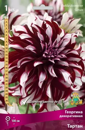 Клубни цветов Георгина декоративная Тартан (I; 1 шт)