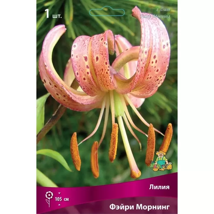 Луковицы цветов Лилия видовая Фэйри Морнинг 14/16, 1шт