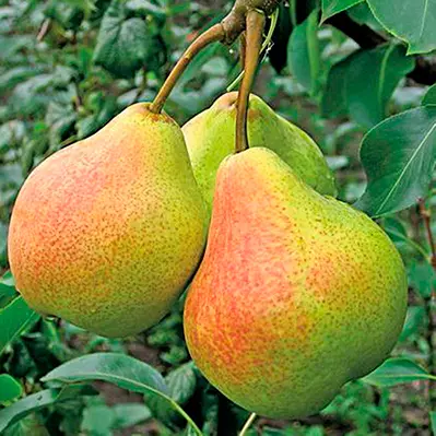 Саженец Груша Памяти Яковлева летний в тубе, Поиск