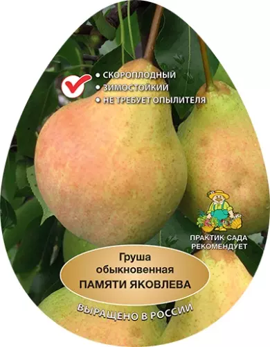 Саженец Груша Памяти Яковлева летний в тубе, Поиск