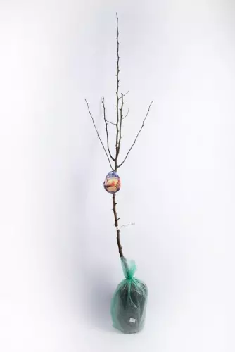 Саженец Груша Памяти Яковлева летний в тубе, Поиск