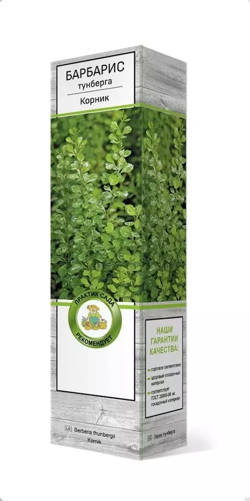 Саженец Барбарис Тунберга Корник (в тубе), Поиск