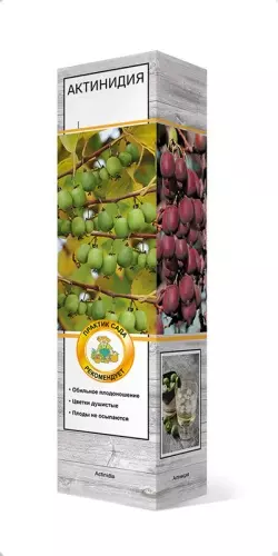 Саженец Актинидия Аргута гибридная Сладкий (муж), в тубе, Поиск