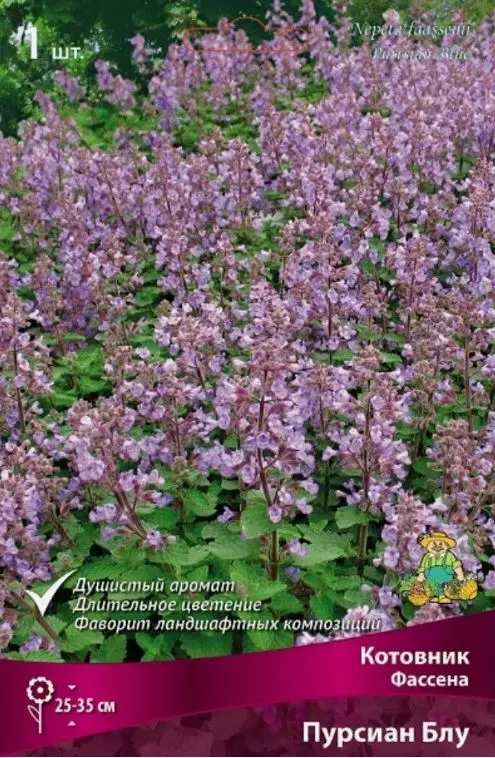 Корневище цветов Котовник Фассена Пуррсиан Блу (I; 1 шт)