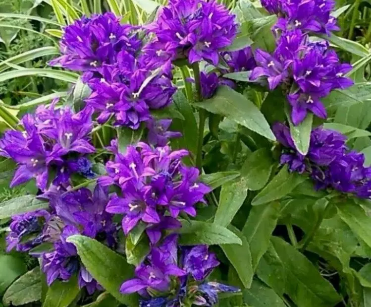 Семена цветов Колокольчик скученный Флиппер ГАВРИШ 0,01 г ц/п