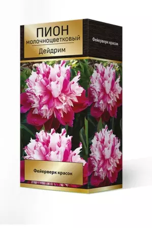 Корневище цветов Пион травянистый Дейдрим 2-3, 1 шт