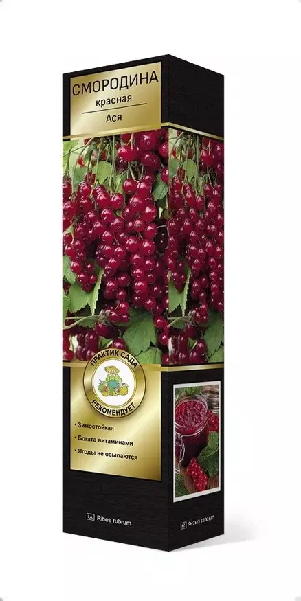 Саженец Смородина красная Ася, перспективные сорта, в тубе