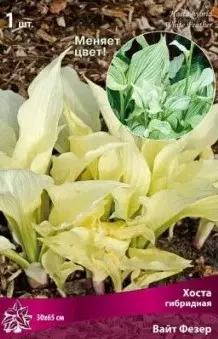 Корневище цветов Хоста гибридная Вайт Фезер (I; 1шт)