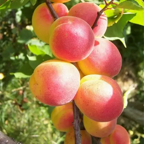 Саженец Абрикос Графиня оч.ранний в тубе, Поиск