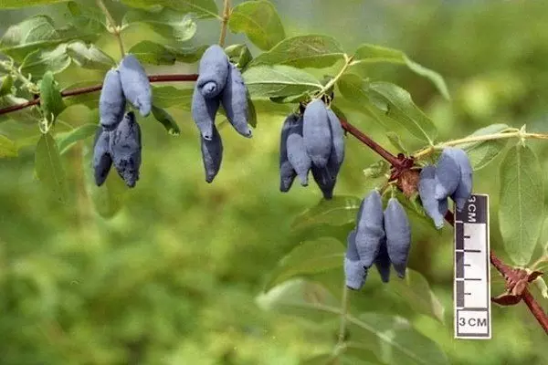 Саженец Жимолость съедобная Сибирячка, в тубе