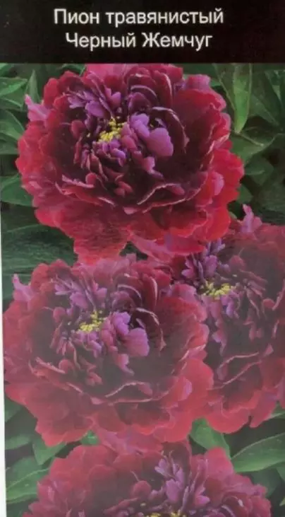 Корневище цветов Пион травянистый Черный Жемчуг (в тубе)