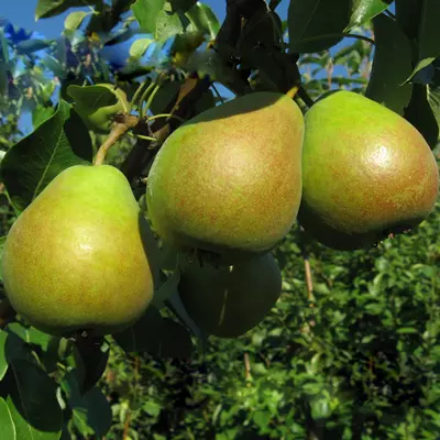 Саженец Груша Мраморная летний в тубе, Поиск