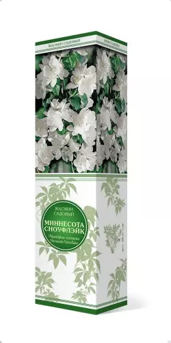 Саженец Жасмин садовый Миннесота Сноуфлейк, махровый