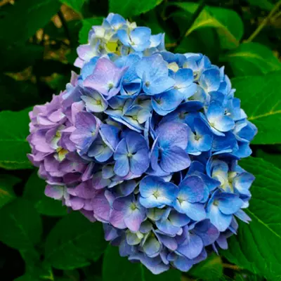 Саженец Гортензия крупнолистовая Лавбла в тубе, Поиск