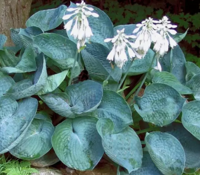 Корневище цветов Хоста гибридная Абиква Дринкин Гурд (I; 1 шт)