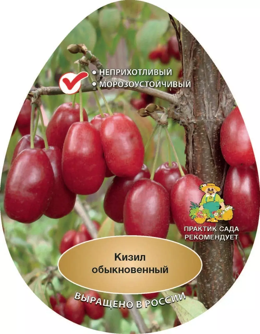 Саженец Кизил плодовый обыкновенный Джолико, в тубе, Поиск