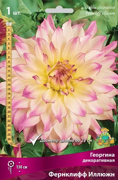 Клубни цветов Георгина декоративная Фернклифф Илюжн (I; 1 шт)
