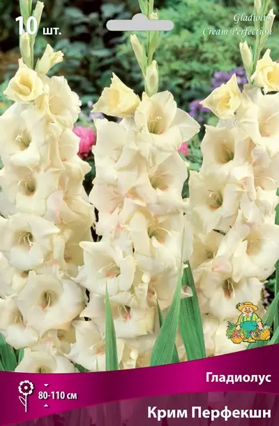 Луковицы цветов Гладиолус крупноцветковый Крим Перфекшн 10/12, 10 шт