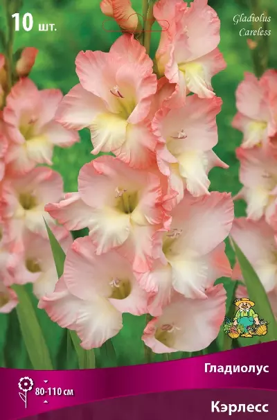 Луковицы цветов Гладиолус крупноцветковый Кэрлесс 10/12, 10 шт
