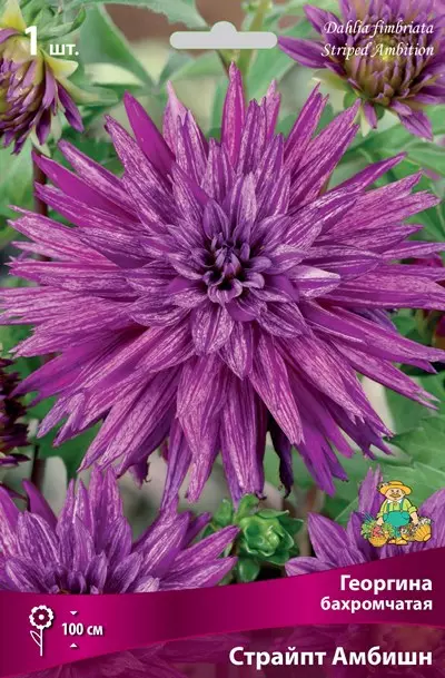 Клубни цветов Георгина бахромчатая Страйпт Амбишн (I; 1 шт)