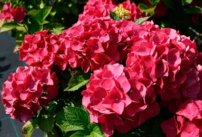 Саженец Гортензия крупнолистовая Ред Барон в тубе, Поиск