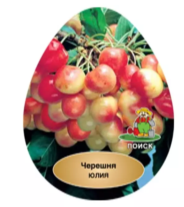 Саженец Черешня Юлия поздний в тубе, Поиск