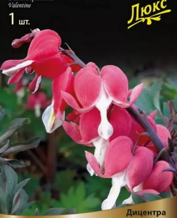 Корневище цветов Дицентра великолепная Валентина (I; 1 шт)
