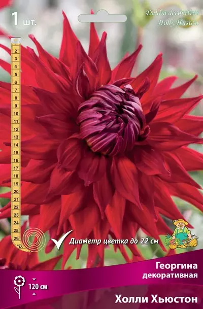 Клубни цветов Георгина декоративная Холли Хьюстон (I; 1 шт)