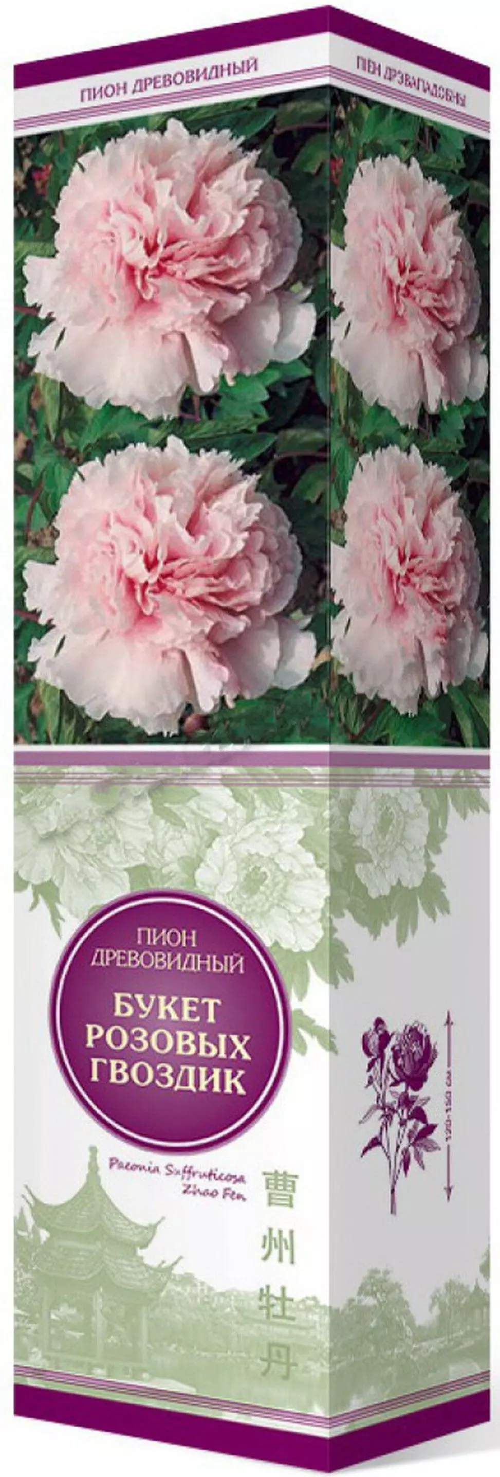 Саженец Пион древовидный Букет Розовых Гвоздик, в тубе, Поиск