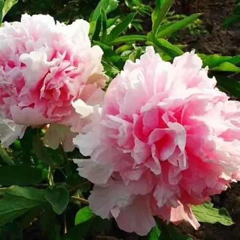 Саженец Пион древовидный Букет Розовых Гвоздик, в тубе, Поиск