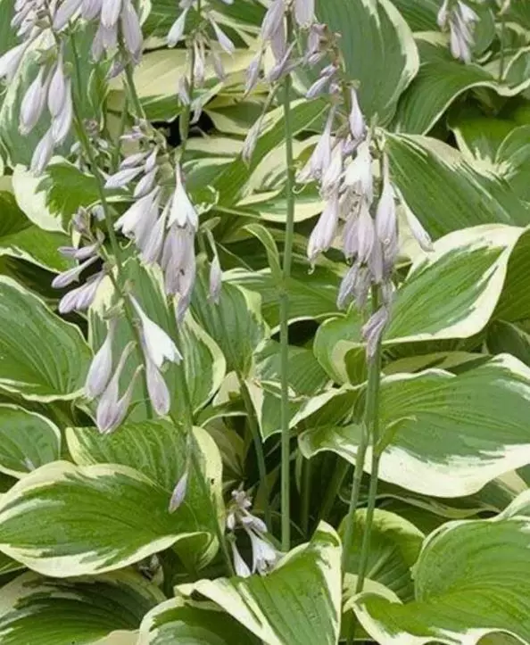 Корневище цветов Хоста гибридная Антиох (I; 1 шт)