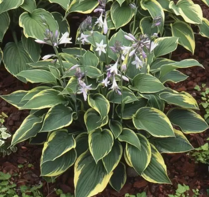 Корневище цветов Хоста Форчуна Ауреомаргината (I; 1 шт)