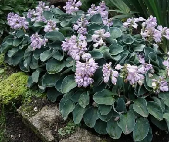 Корневище цветов Хоста гибридная Блу Маус Ирс (I; 1 шт)